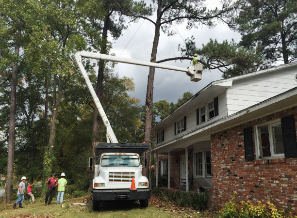 Best Tree Trimming and Pruning  in Angleton, TX