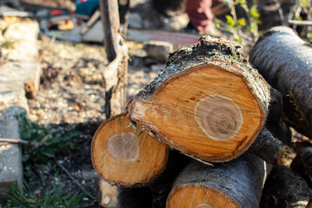 How Our Tree Care Process Works  in  Angleton, TX