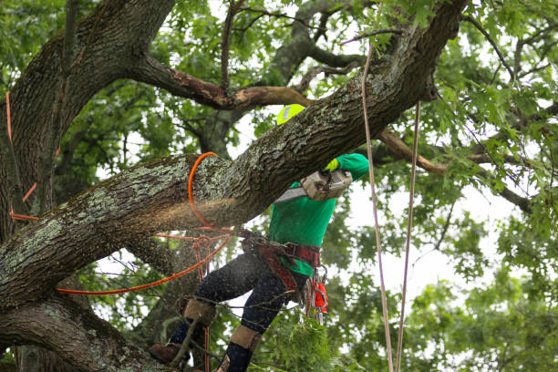 Best Hazardous Tree Removal  in Angleton, TX