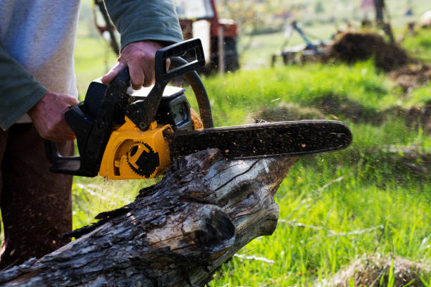 Professional Tree Removal Services in Angleton, TX