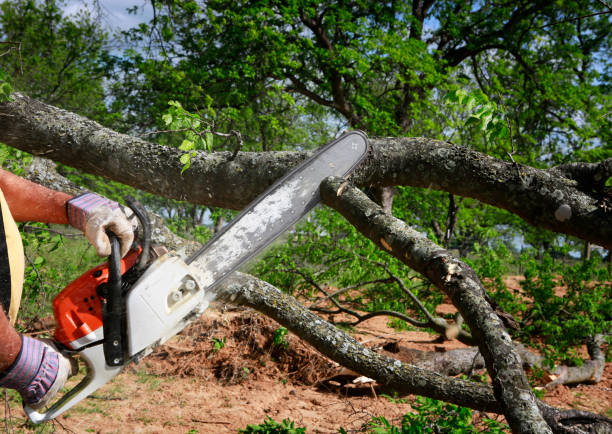 Best Landscape Design and Installation  in Angleton, TX